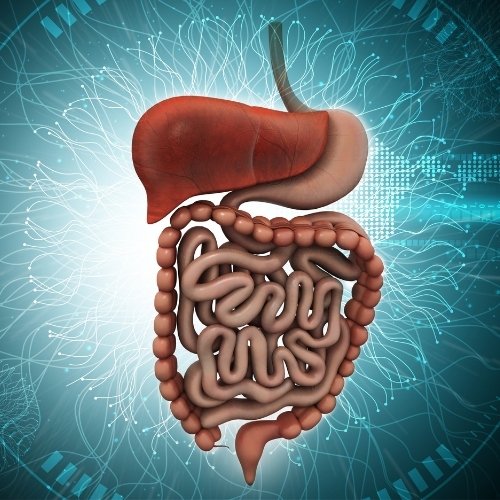 What makes the GUT your second brain?